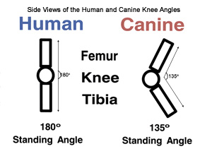 Human and Dog Knees